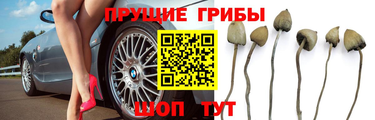 Псилоцибиновые грибы прущие грибы Рассказово